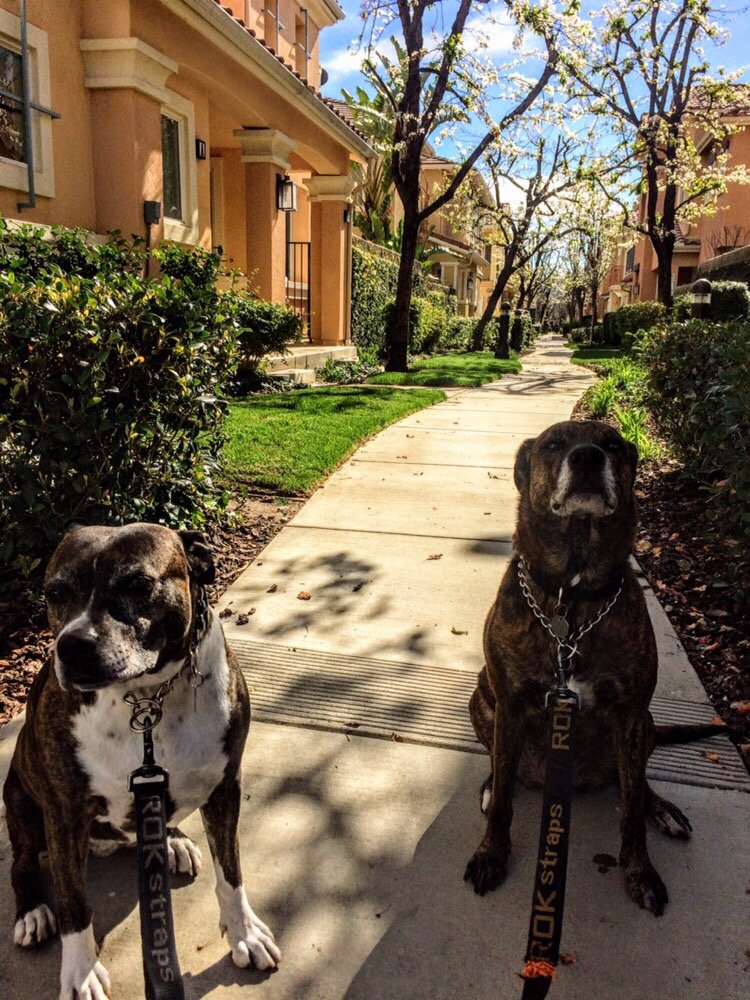 Gina’s Dog Walking