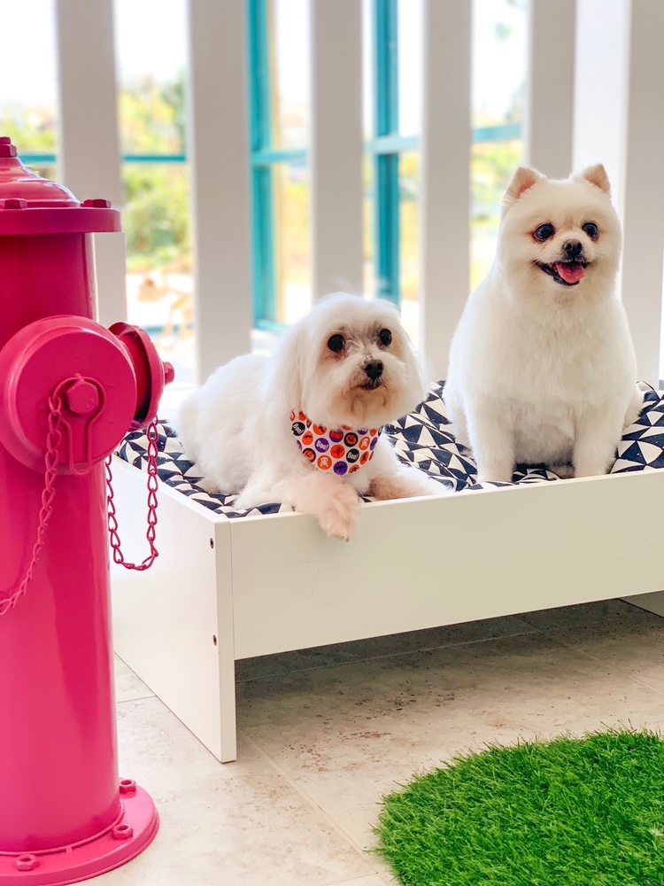 Cosmopawlitan Grooming